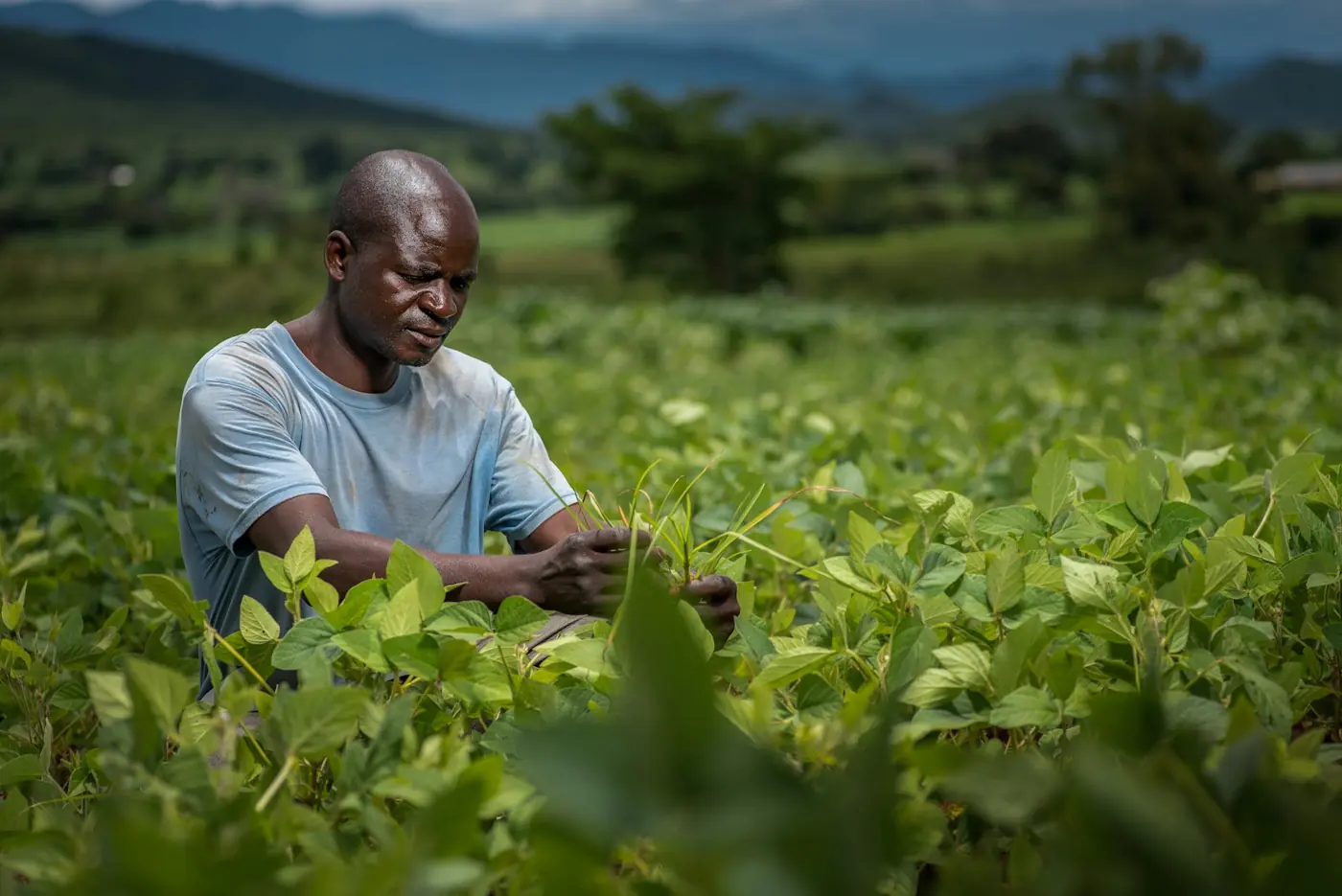 A farmer tending young crops in a green field